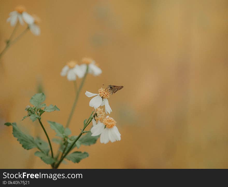 Selective-focus Photography of Brown Moth Perches on White Petaled Flower