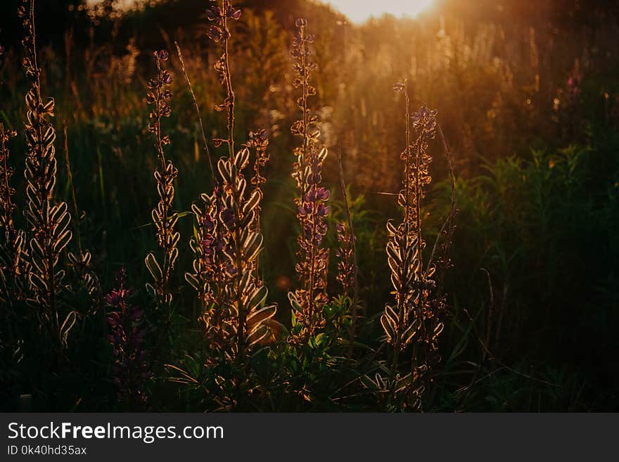 Silhouette Photo of Grass Field