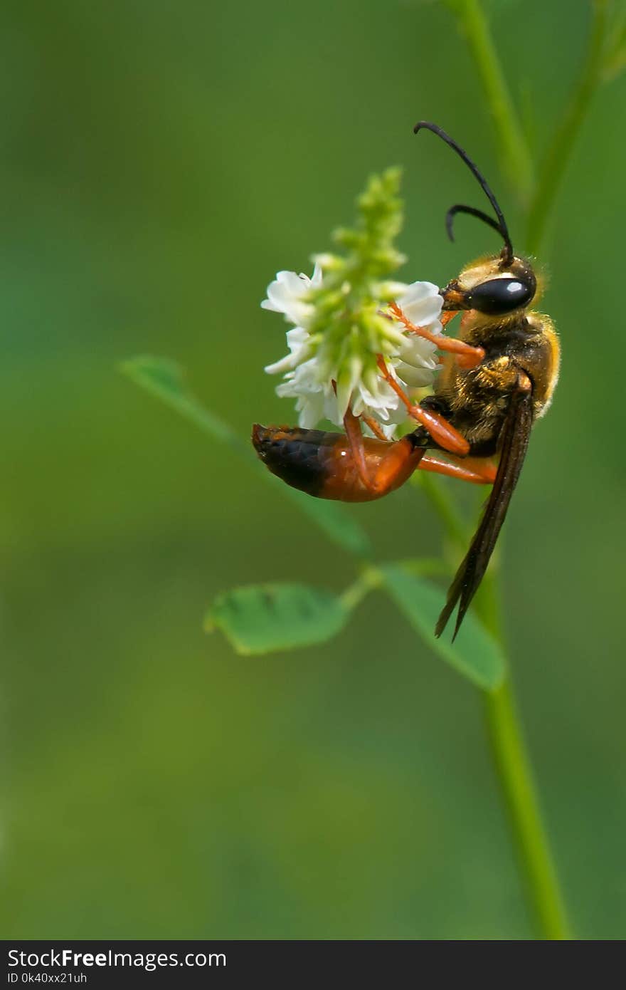 A Great Golden Digger Wasp is collecting nectar from a white flower. Also known as a Great Golden Sand Digger. Todmorden Mills Park, Toronto, Ontario, Canada. A Great Golden Digger Wasp is collecting nectar from a white flower. Also known as a Great Golden Sand Digger. Todmorden Mills Park, Toronto, Ontario, Canada.