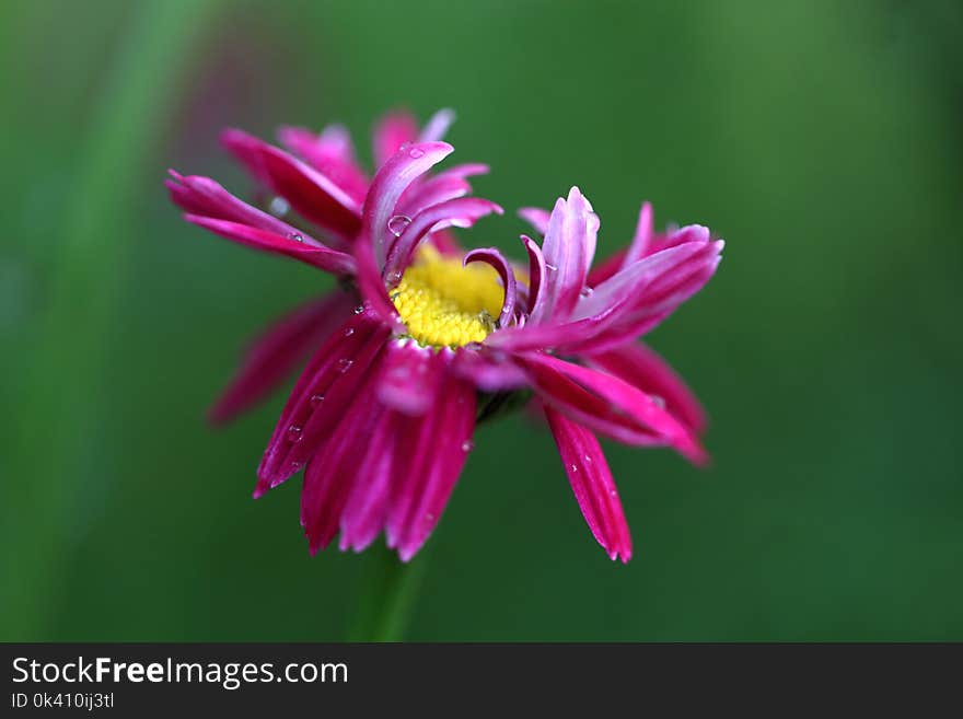 Detail of pink daisy in the garden