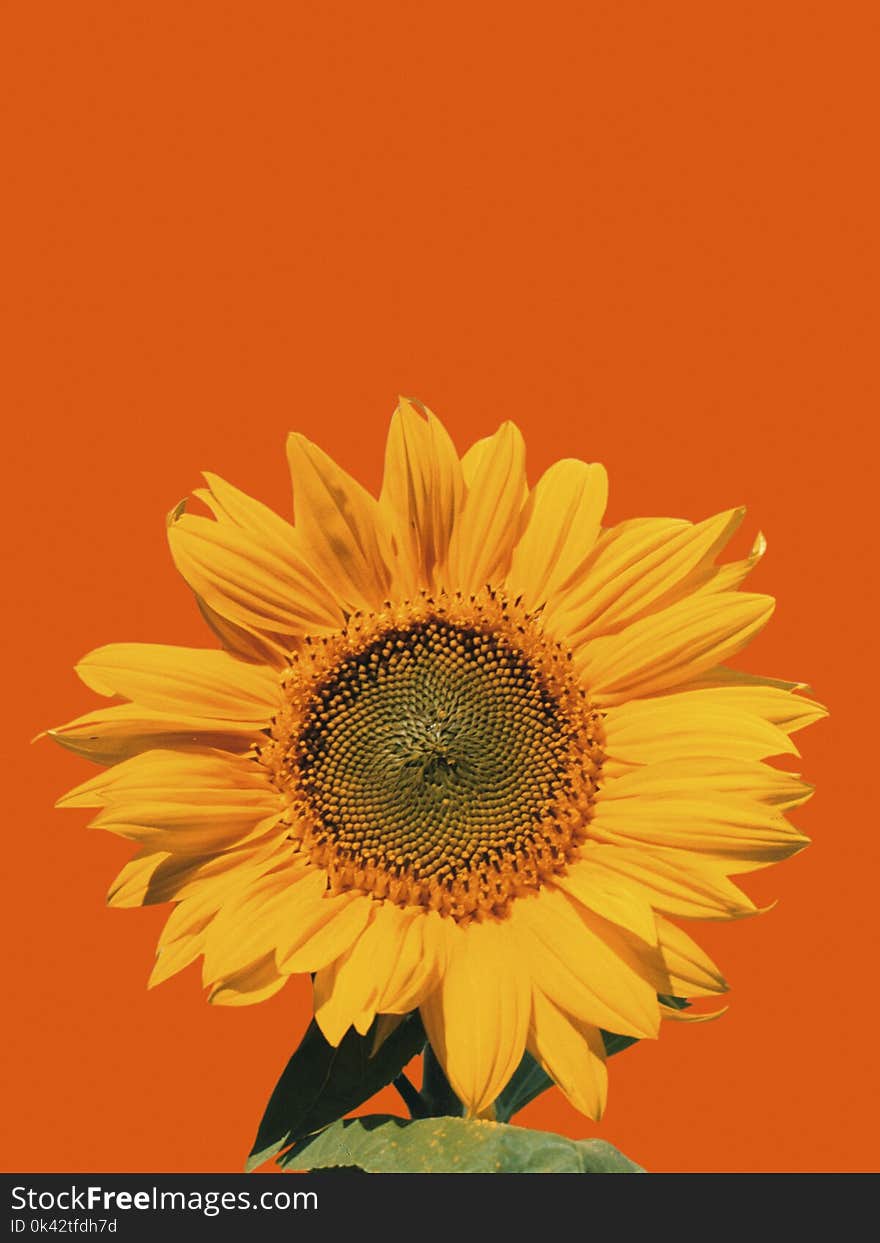 SINGLE YELLOW SUNFLOWER ISOLATED ON ORANGE BACKGROUND. SINGLE YELLOW SUNFLOWER ISOLATED ON ORANGE BACKGROUND