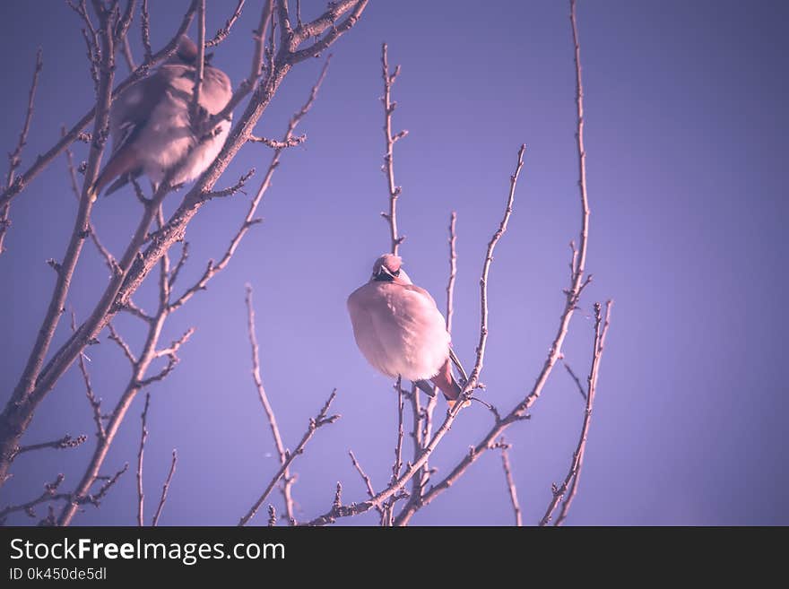 Waxwings On Winter Tree Retro