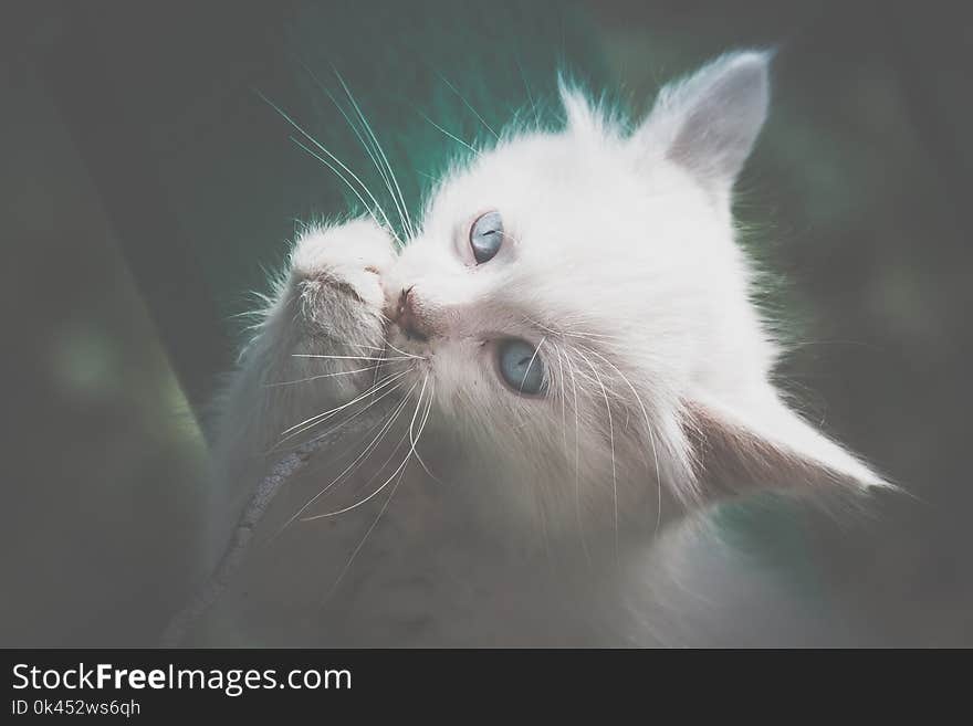 White Kitten Plays With Cord