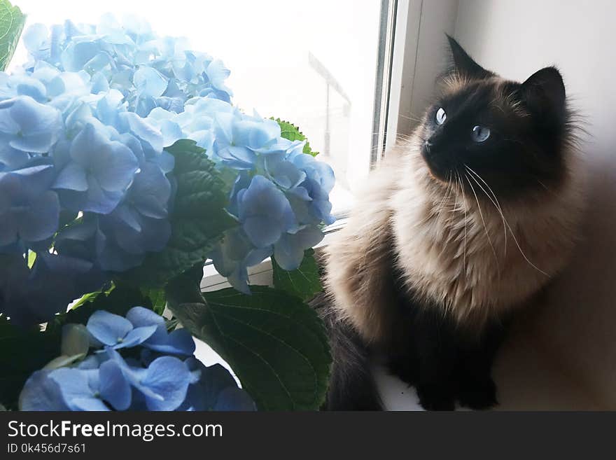 Beautiful cat and blue flowers.