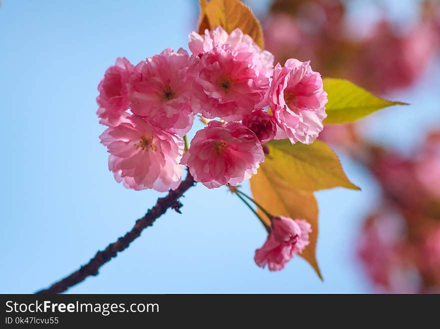 Close-up of Cherry Blossom or Sakura flower in springtime. Beautiful Pink Flowers. Selective focus and blurred background.