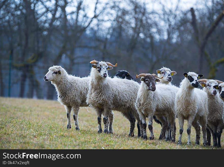 A sheep herd on a spring meadow close up