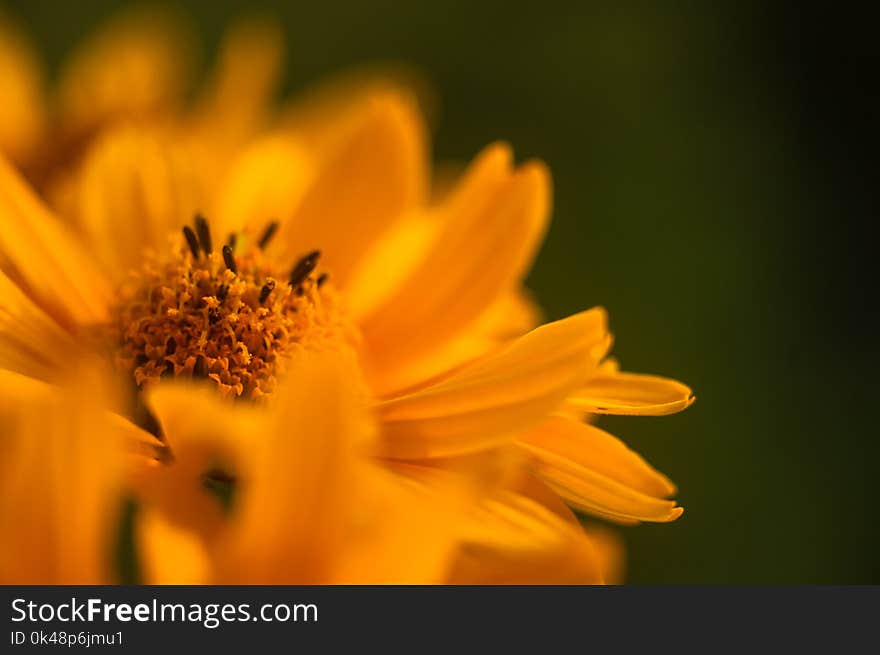 Beautiful bouquet of bright yellow flowers Heliopsis helianthoides on a Sunny day, close-up.