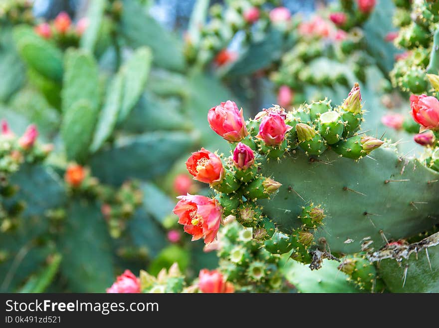 The blumming cactus.