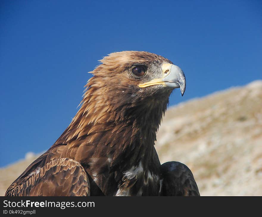 Eagle in the Mongolian steppe. Blue sky. Sharp eye.