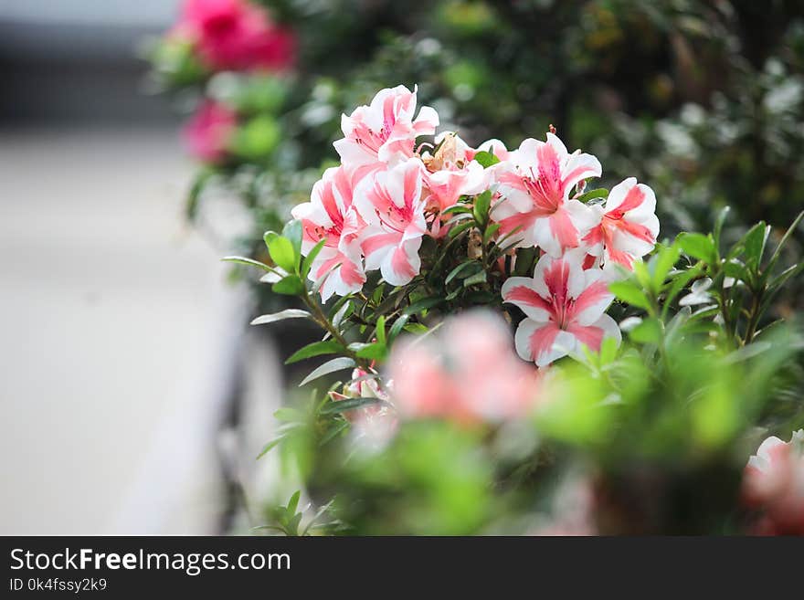 Pink and White Flowers