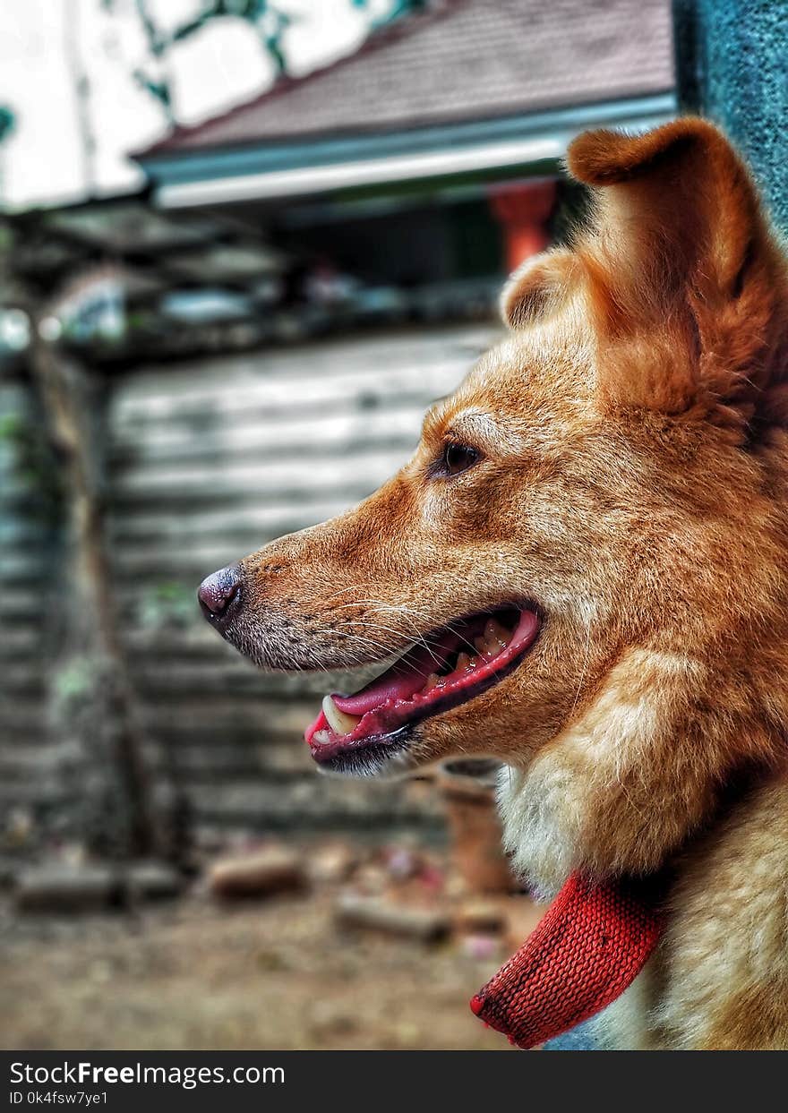 Adult Short-coat Brown Dog