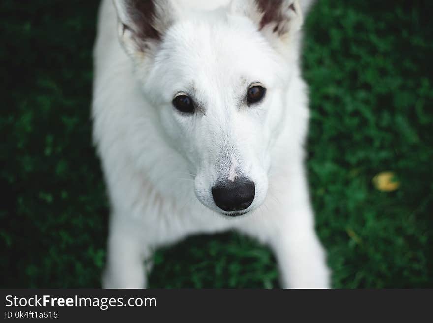 Photography of a White Dog