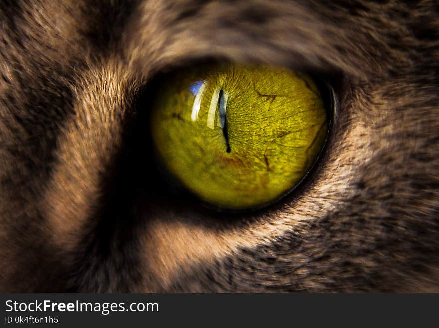 Macro Photography of Green Cat&#x27;s Eye