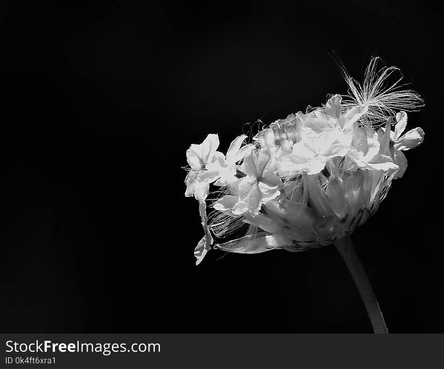 Yellow Petaled Flowers Grayscale Photo