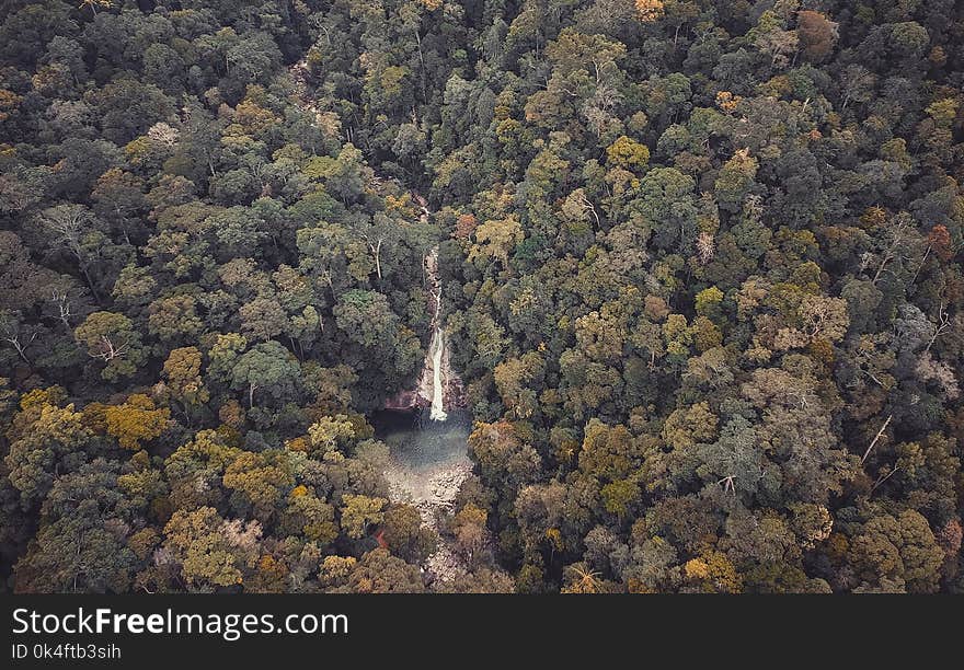 Bird&#x27;s Eye View of Waterfall in Dense Forest