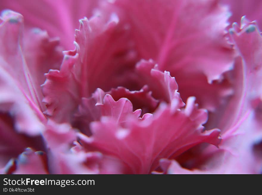 Macro Photography of Pink Flower