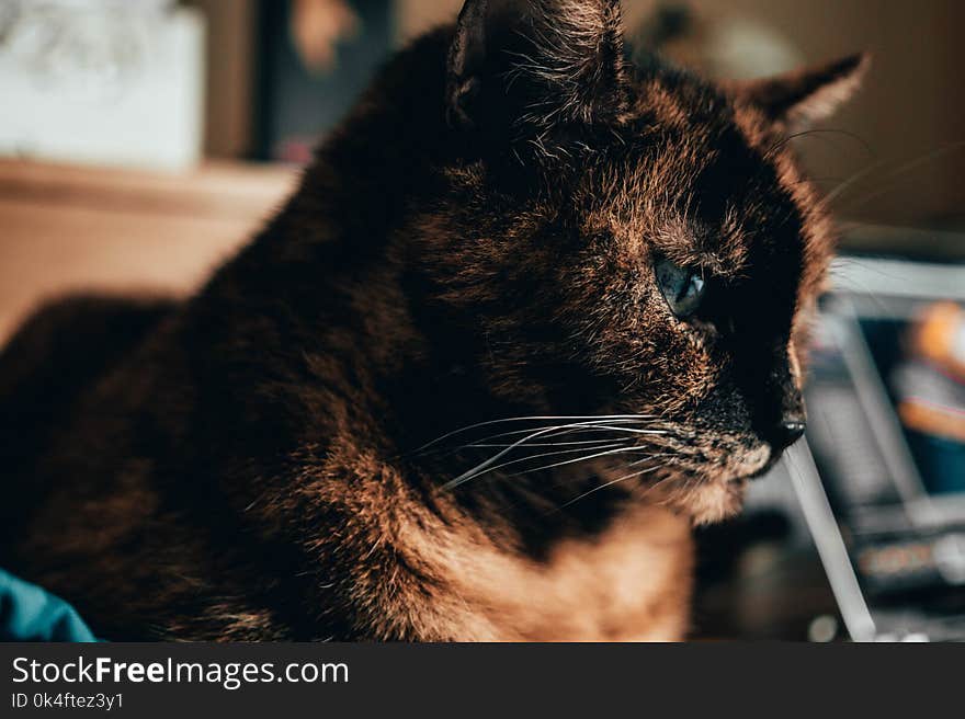 Shallow Focus of Brown Cat