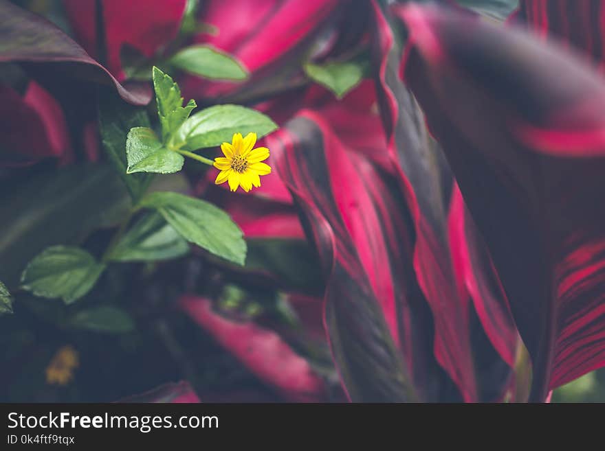Tilt Shift Photo Of Yellow Flower