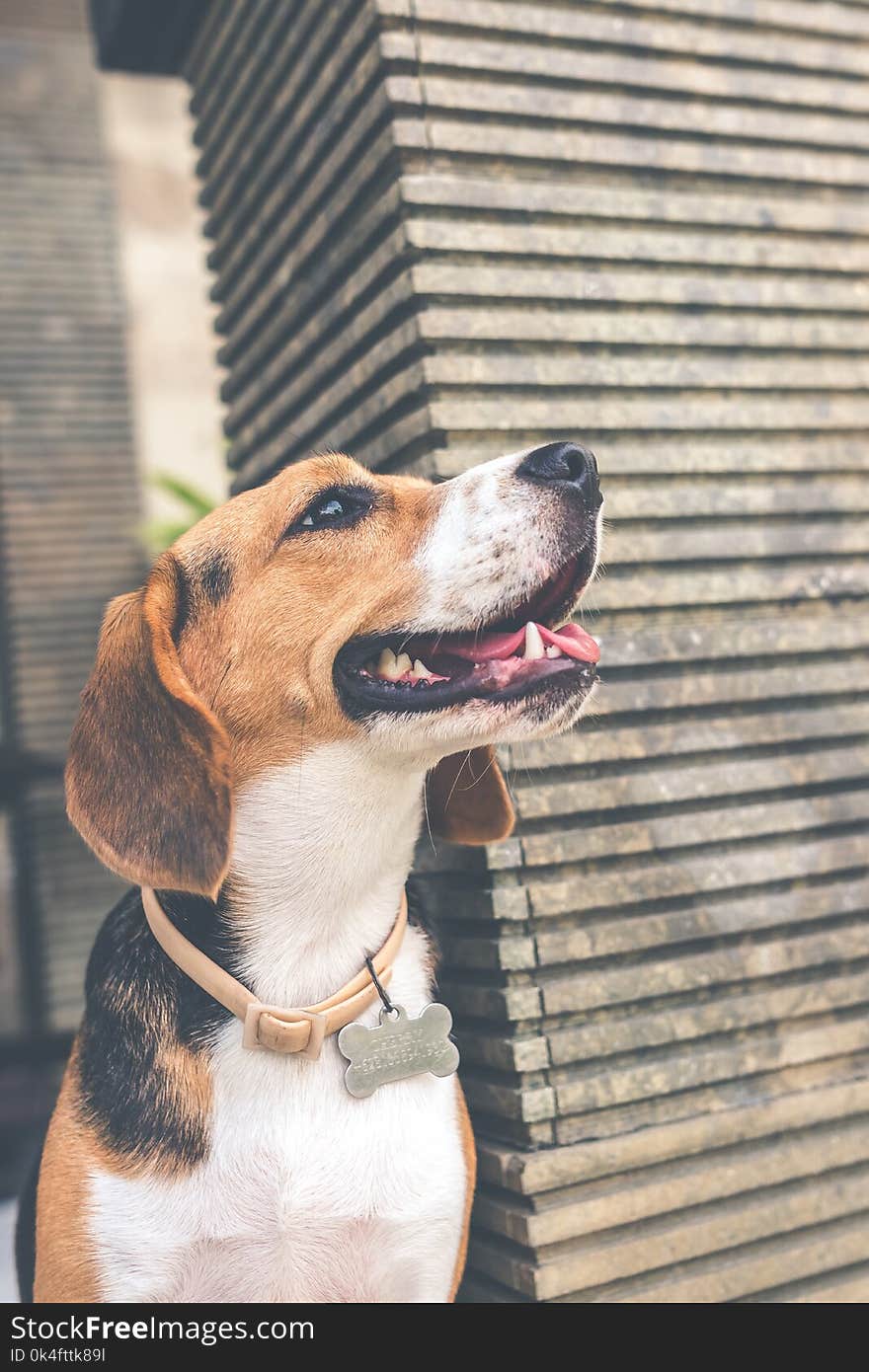 Adult Black, Brown, and White Beagle