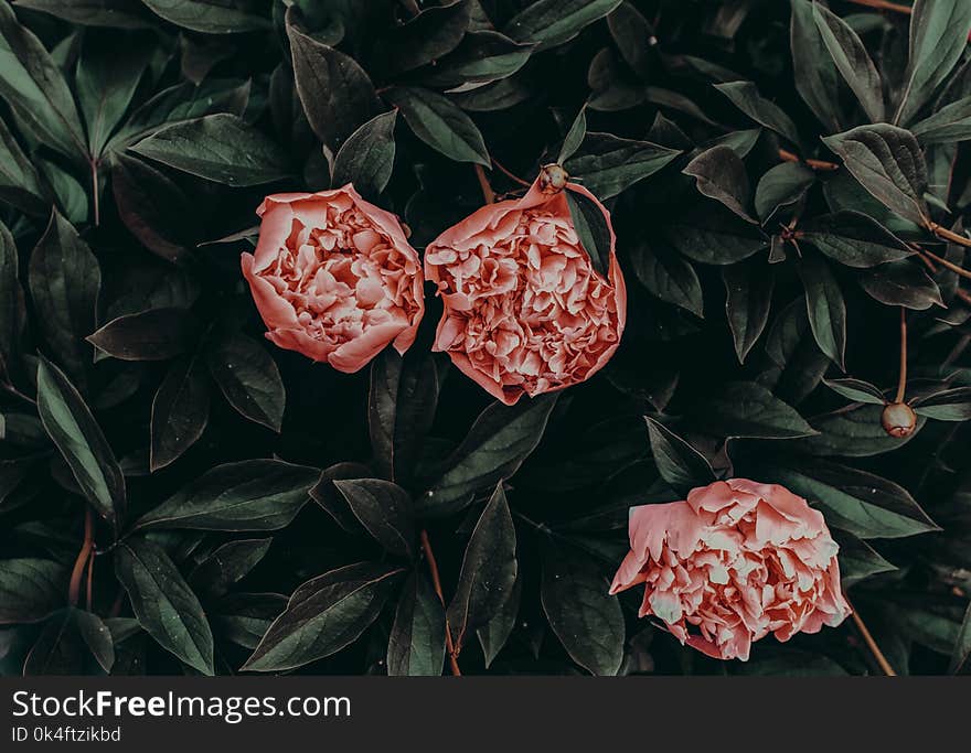 Pink Flowers With Green Leaves