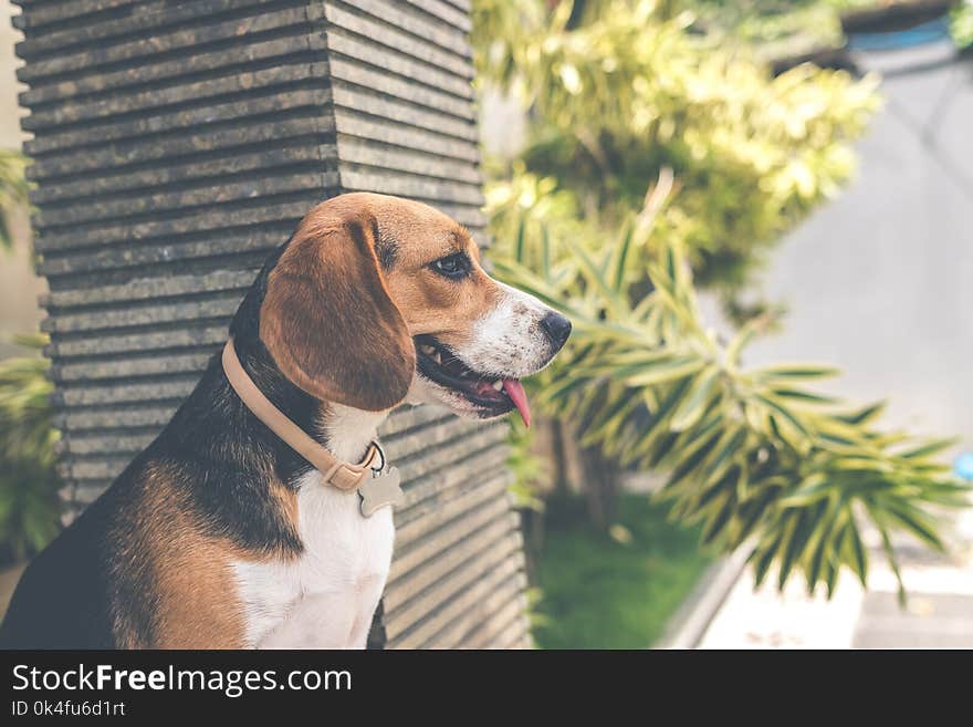 Adult Black, White, and Brown Beagle