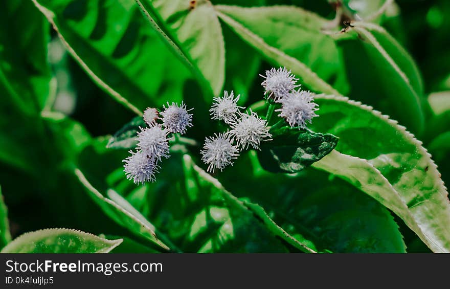 Purple Flowers