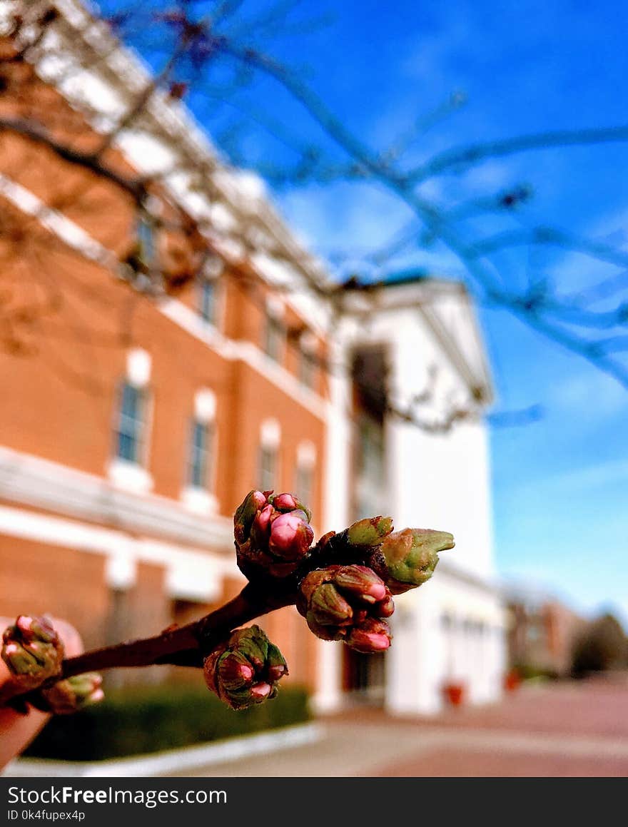 Close-up Photography of Flower Buds