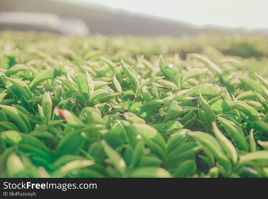 Close-Up Photography of Plants