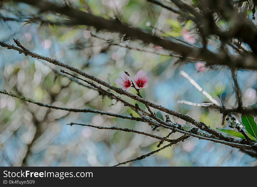 Photo of Pink Magnolia Flowers