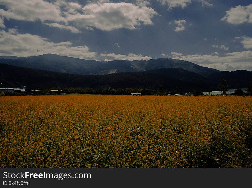 Photography of Flower Field