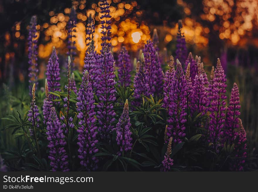 Shallow Focus Photo of Lupines