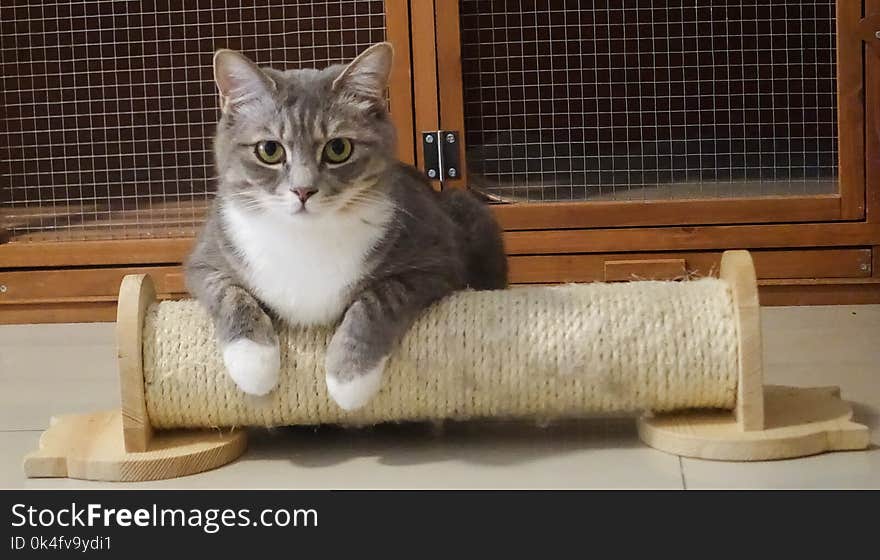 Photography of Gray Tabby cat