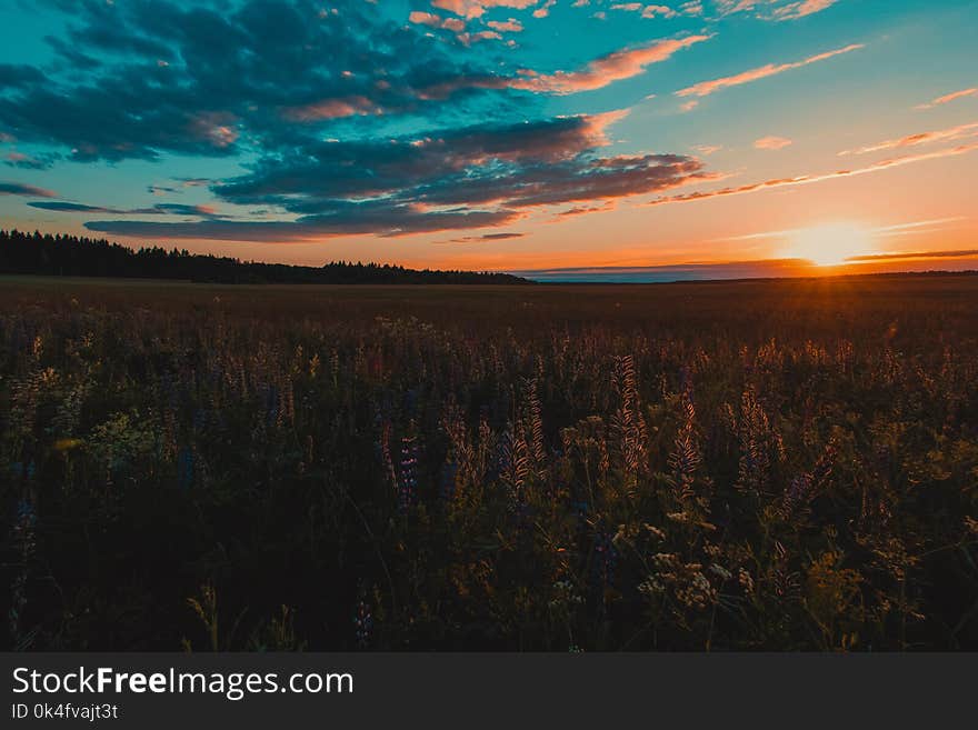 Scenic View of the Field During Sunset