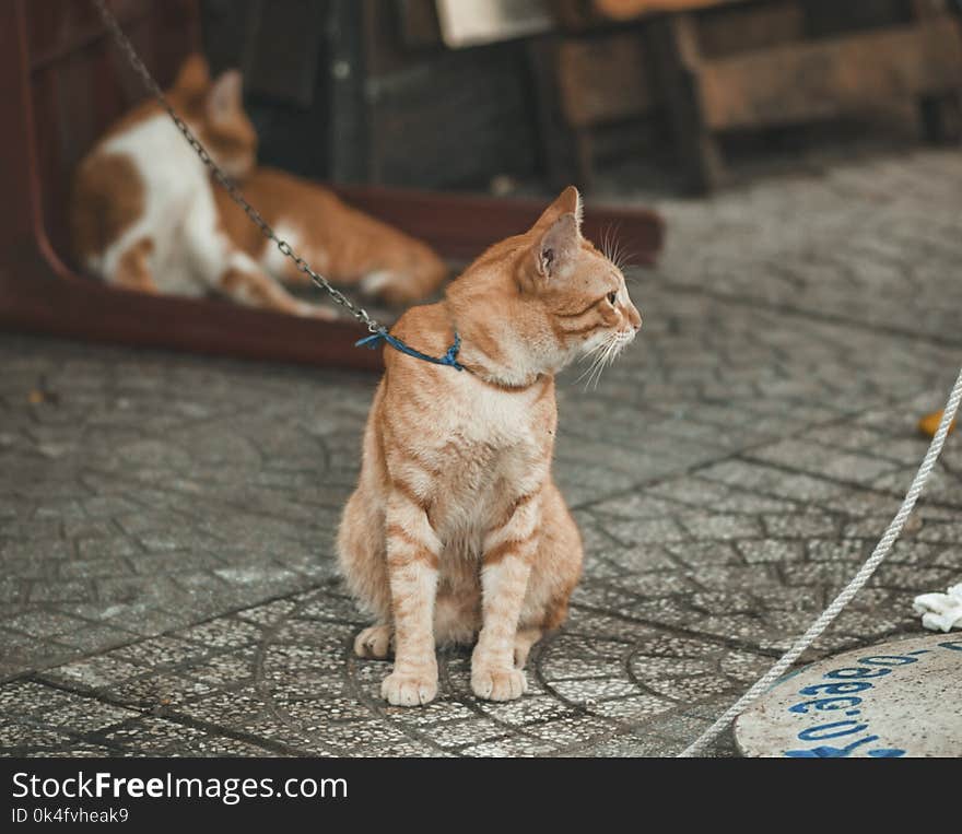 Photography of Orange Tabby Cat