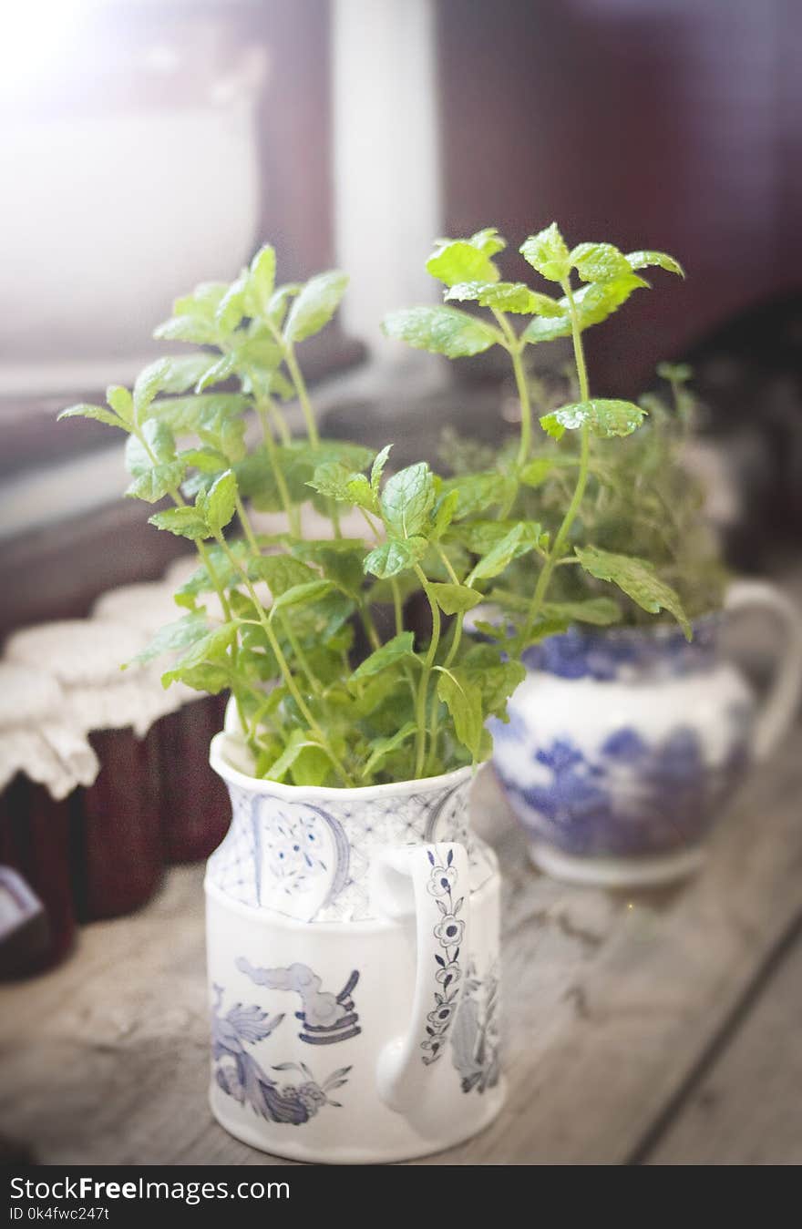 Green Leaf Plant