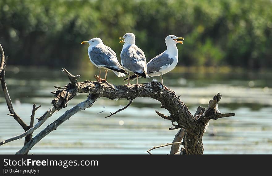 Several gulls are sitting on an old root. Danube delta in Romania.Lake view with birds. A seagull is standing on a floating piece