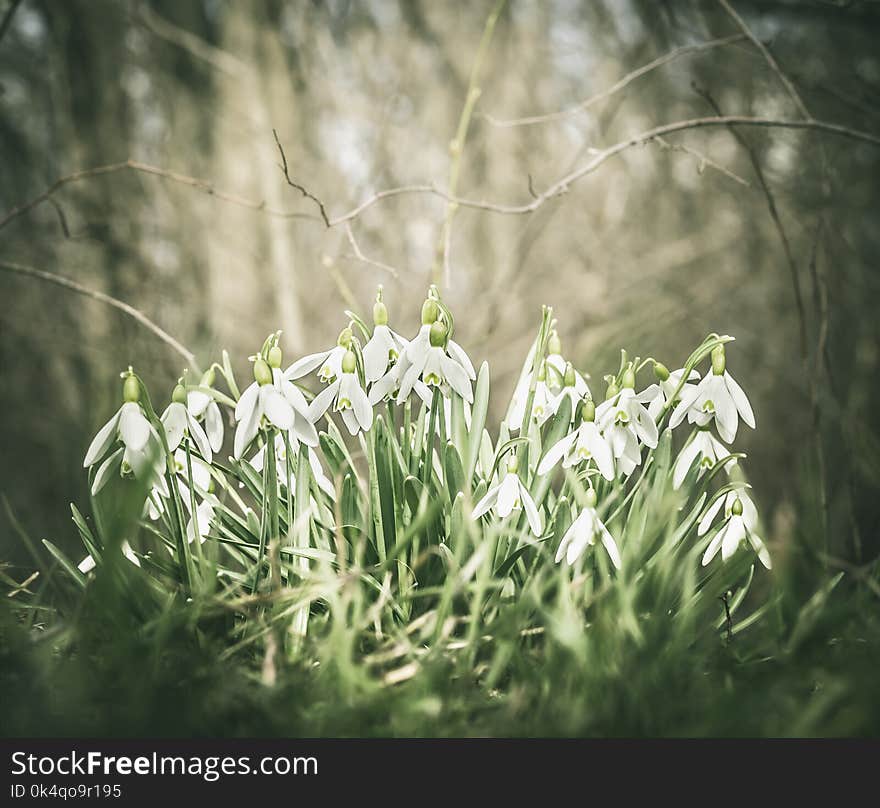 Beautiful first spring snowdrops in the forest or park, space for text