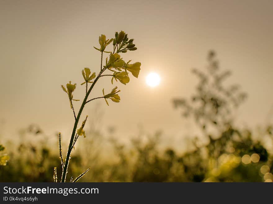 Winter morning - dew drops on plants and sun rising in the background. Winter morning - dew drops on plants and sun rising in the background.