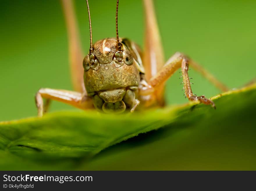 The grasshopper sits on the plant .Grasshopper eating on a plant eating a leaf.