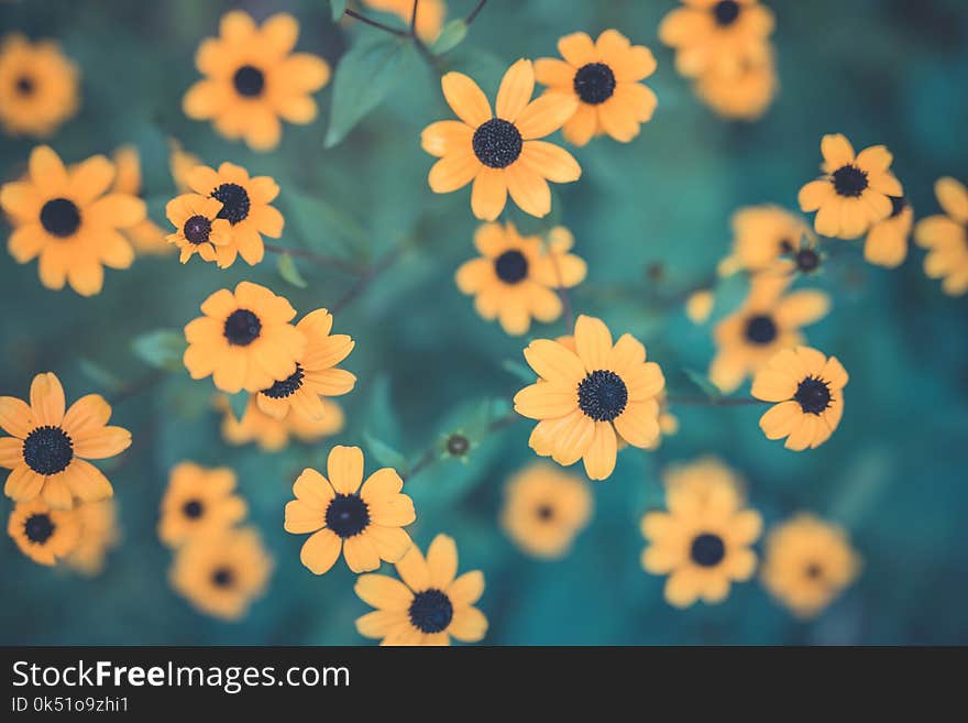 Summer flowers banner. Yellow flowers under sunlight, happy moody blooming close-up