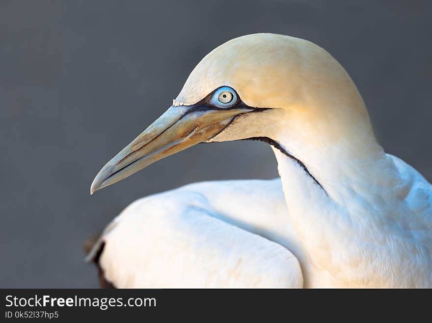 Bird, Beak, Fauna, Gannet