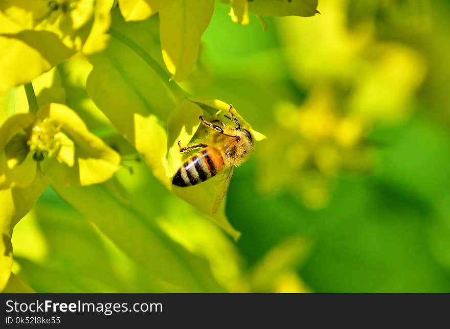 Insect, Yellow, Honey Bee, Bee