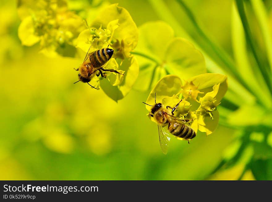 Honey Bee, Insect, Bee, Yellow