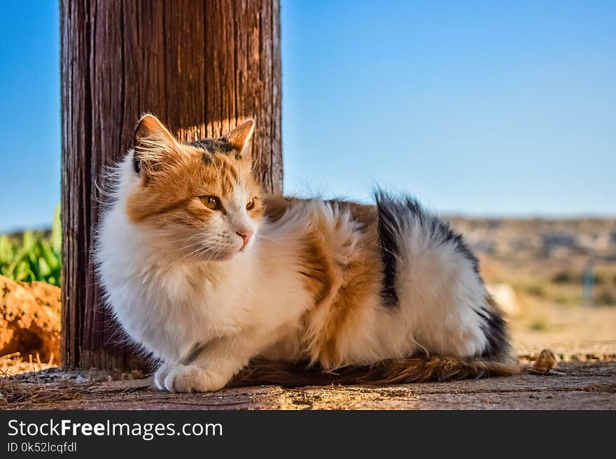 Cat, Small To Medium Sized Cats, Whiskers, Fauna