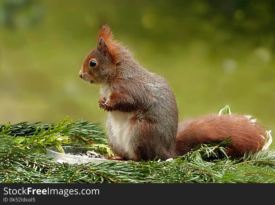 Squirrel, Fauna, Mammal, Fox Squirrel