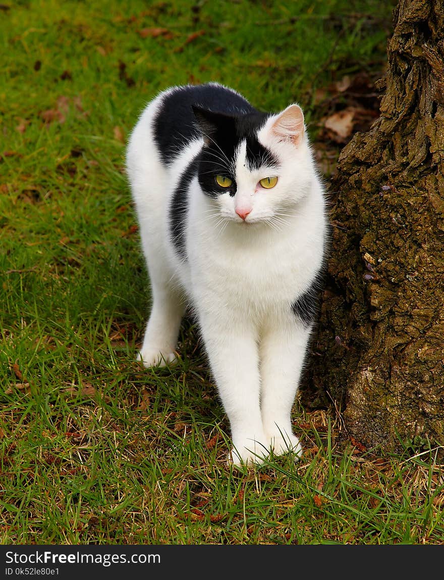 Cat, Fauna, Whiskers, Small To Medium Sized Cats