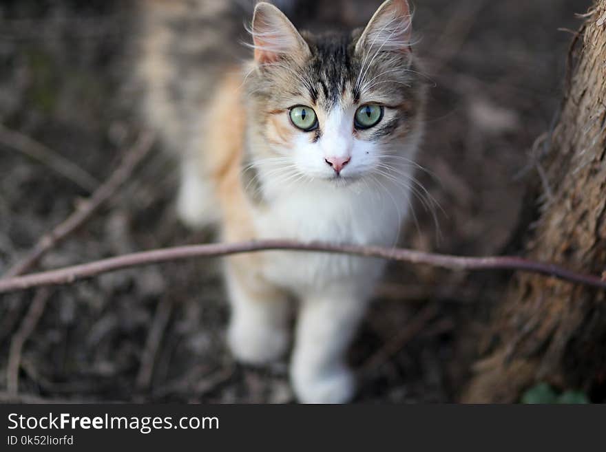 Cat, Whiskers, Fauna, Small To Medium Sized Cats