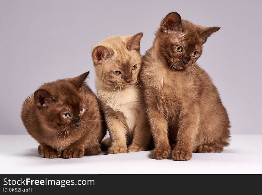 Cat, Burmese, Mammal, Small To Medium Sized Cats