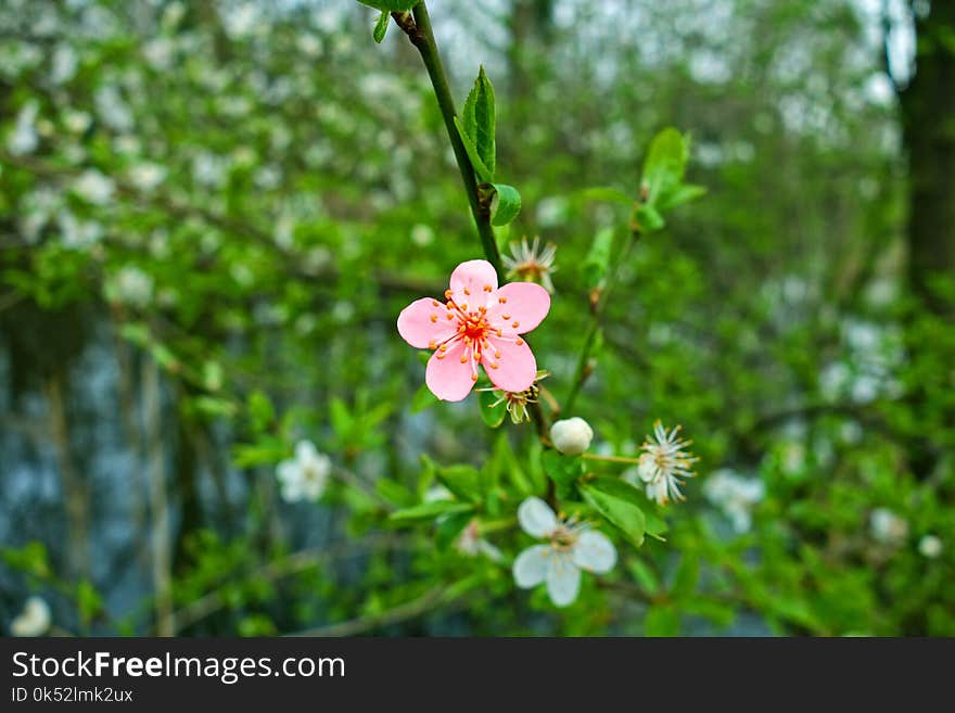 Flora, Plant, Flower, Vegetation