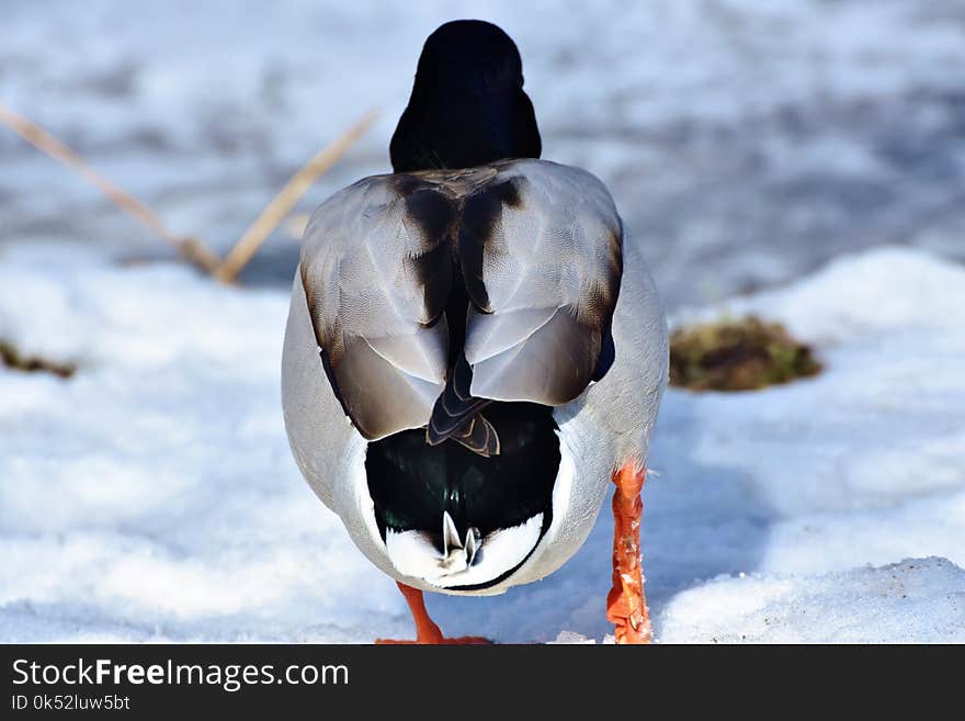 Bird, Duck, Water Bird, Ducks Geese And Swans